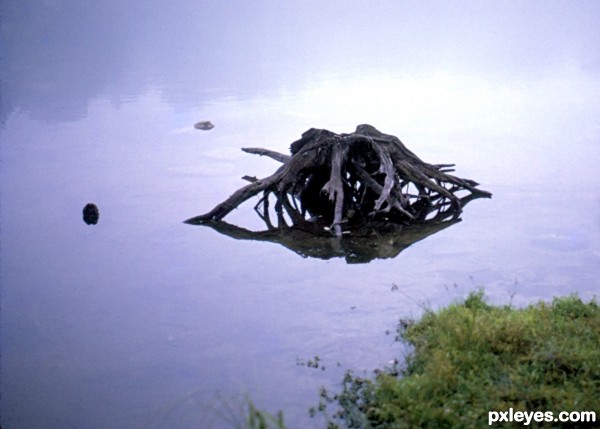 Swamp at dawn